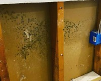 Mold Remediation/Restoration in New Jersey
